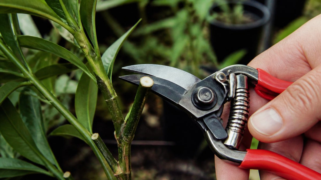 How do clean cuts prevent plant disease?