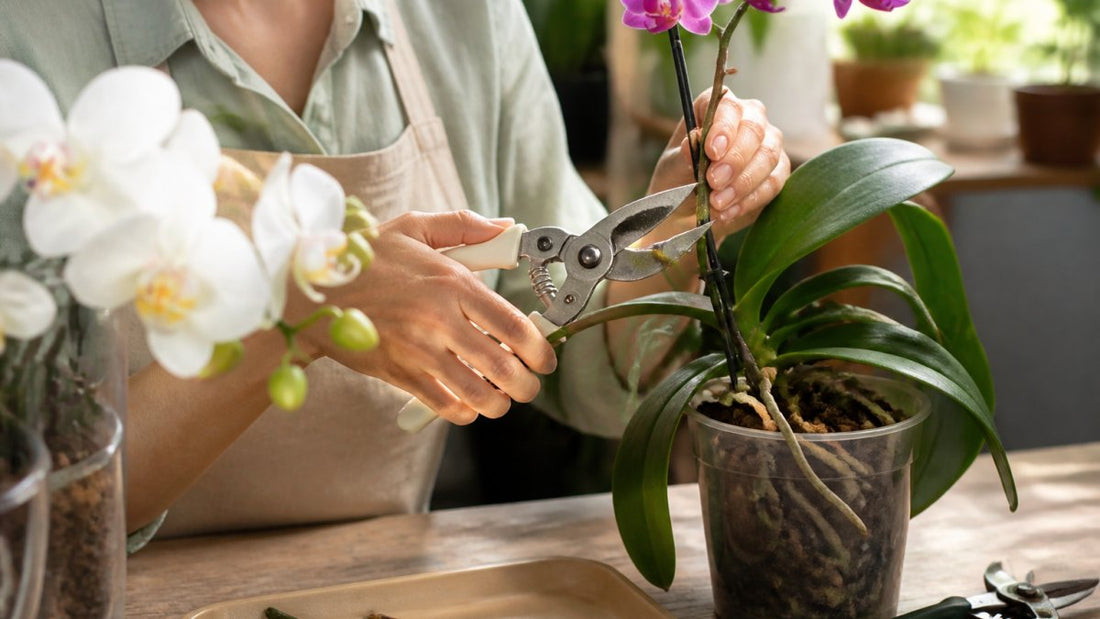 How to Prune Indoor Orchids for Better Blooming